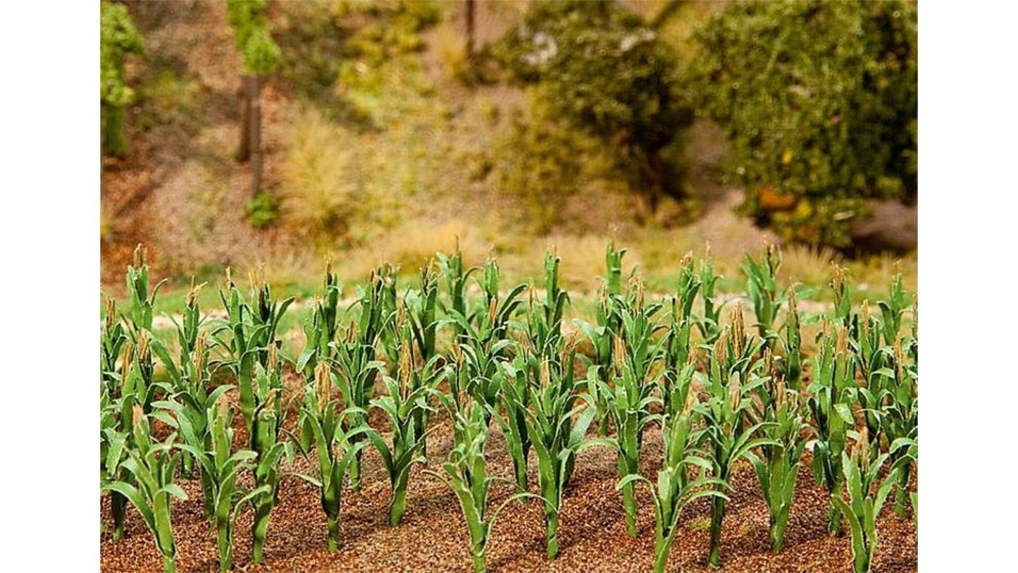 Faller 181250 36 Maize plants