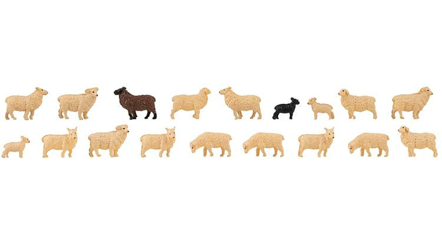 Faller 151917 18 Domestic sheep