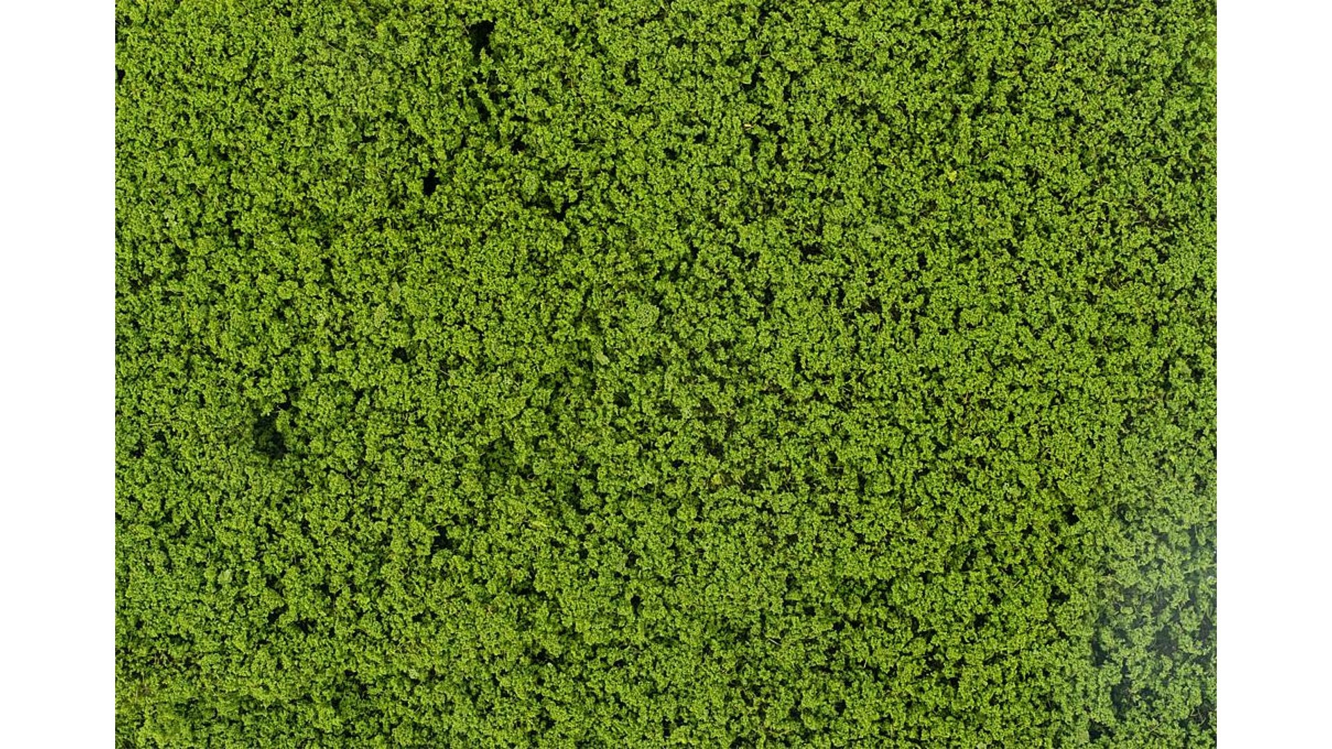 Faller FA181625 Leaf foliage, may green