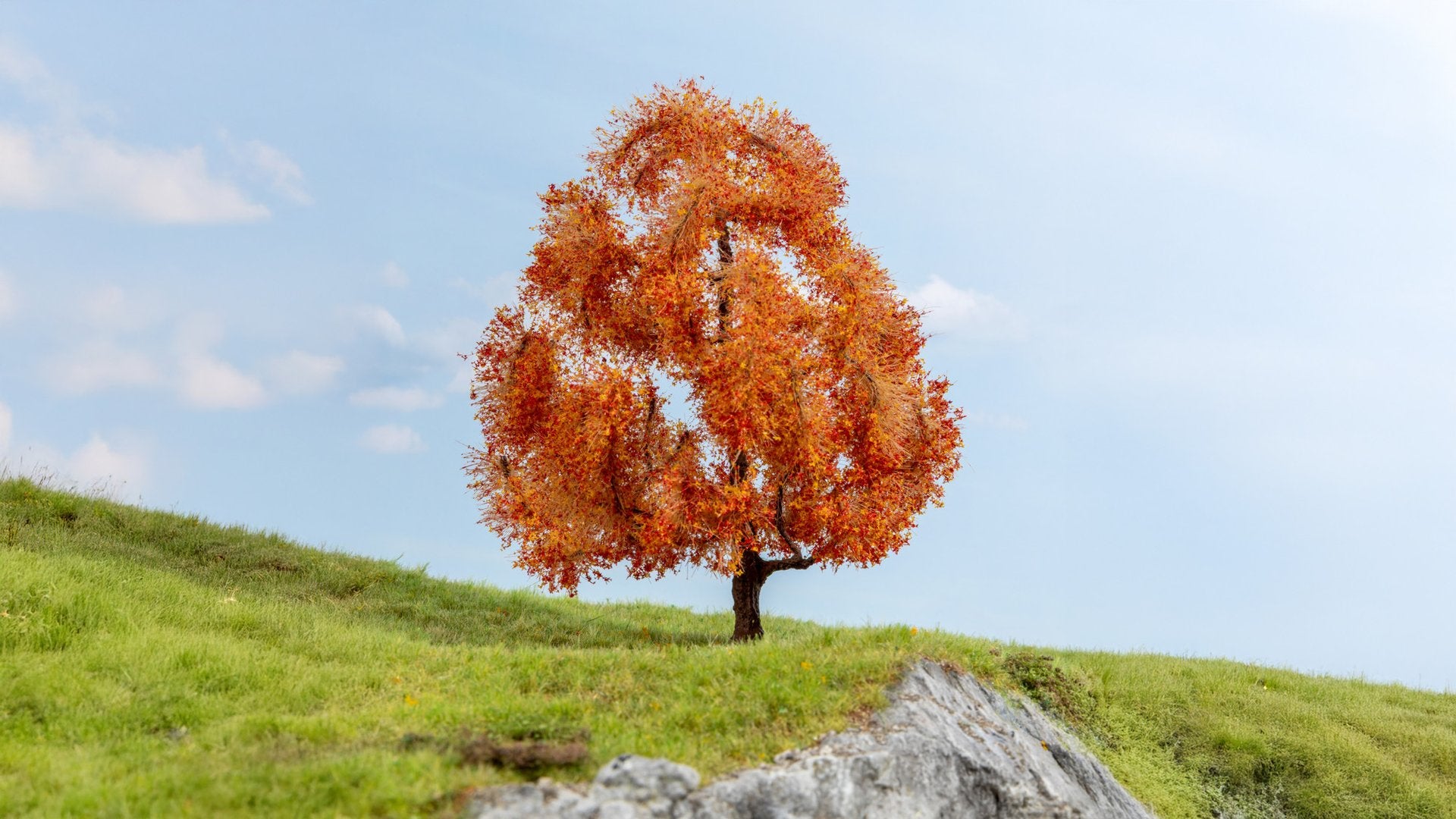 NOCH NO20155 Maple, autumnal