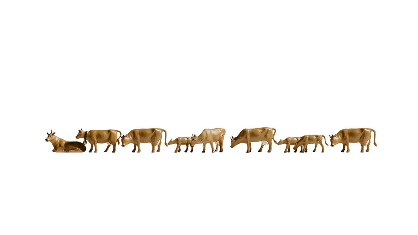 NOCH NO36722 Cows, dark brown